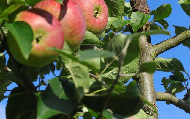 Streuobstwiese - Die erste Ernte steht bevor