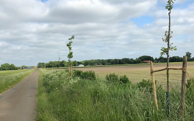 Die Eichen an der Vorwiese benötigen weitere Hilfe