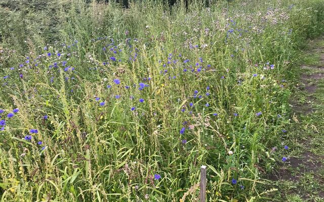 Im August blühen die Flächen zum ersten mal.