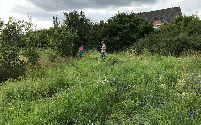 Im August folgt eine Gemeinschaftsaktion: Melde ziehen um den Spätblühern Licht zu geben.