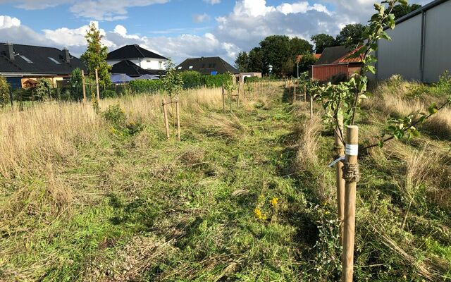 Sommerschnitt der Blühflächen